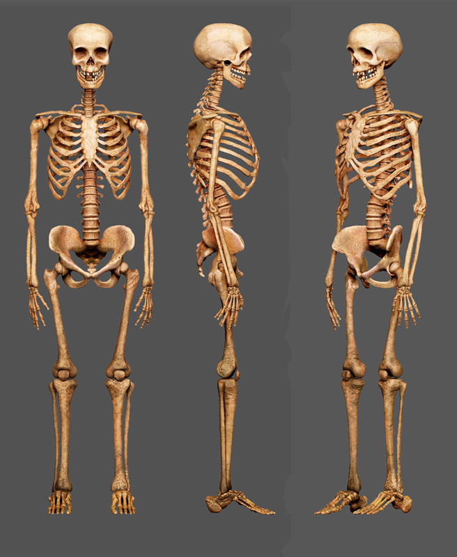Skeleton | Richard Jeffers
